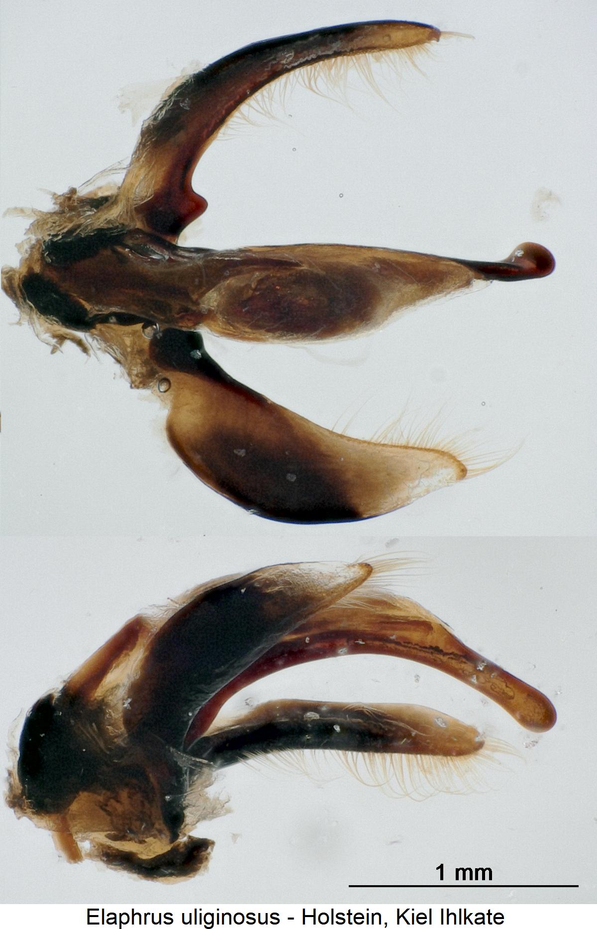 elaphrus_uliginosus1.jpg