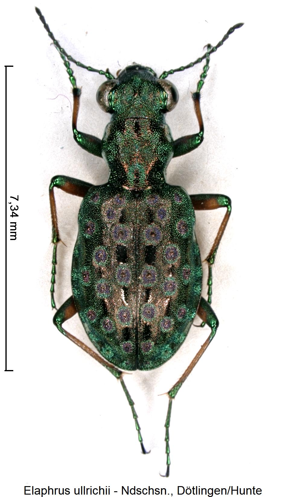 elaphrus_ullrichii_hab1.jpg