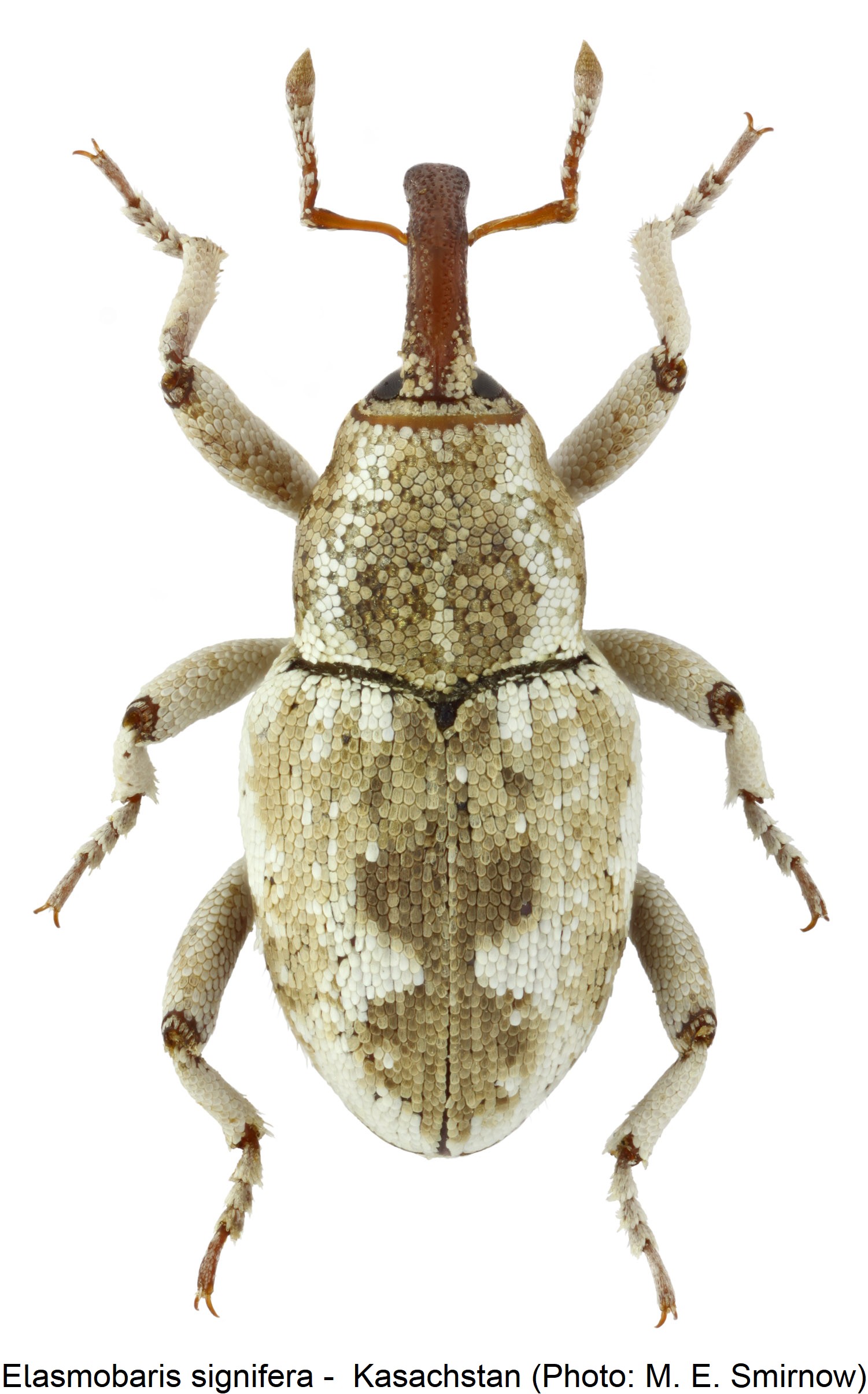 elasmobaris_signifera_hab.jpg