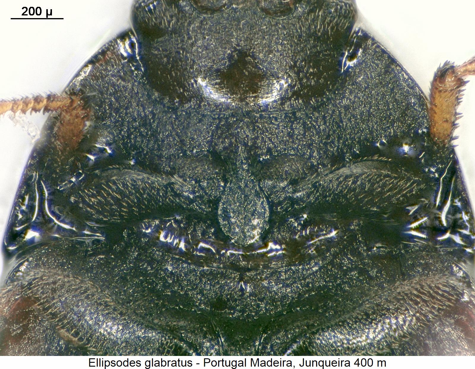 ellipsodes_glabratus_vbr.jpg