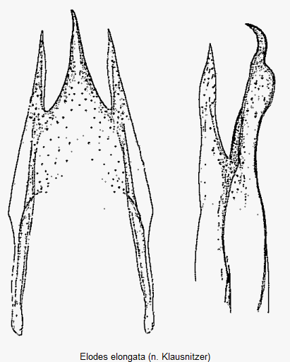 elodes_elongata_ter.gif