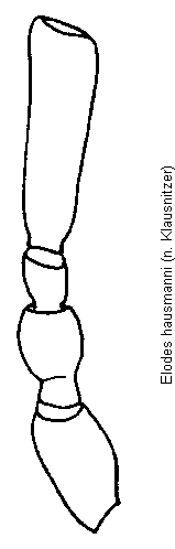 elodes_hausmanni_f.gif