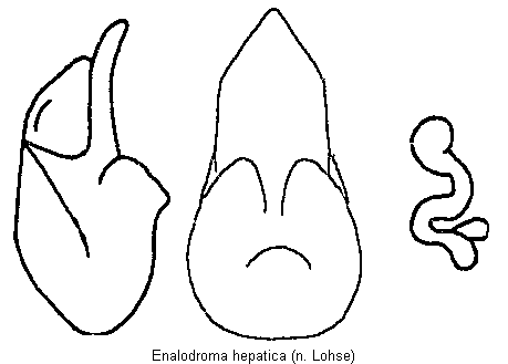enalodroma_hepatica.gif