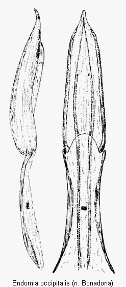 endomia_occipitalis.gif