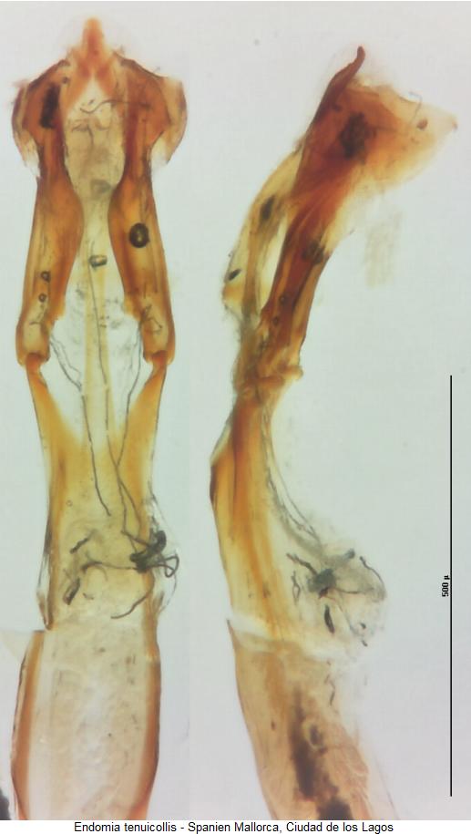 endomia_tenuicollis.jpg