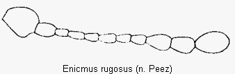 enicmus_rugosus_f.gif
