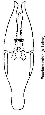 enochrus_affinis.gif