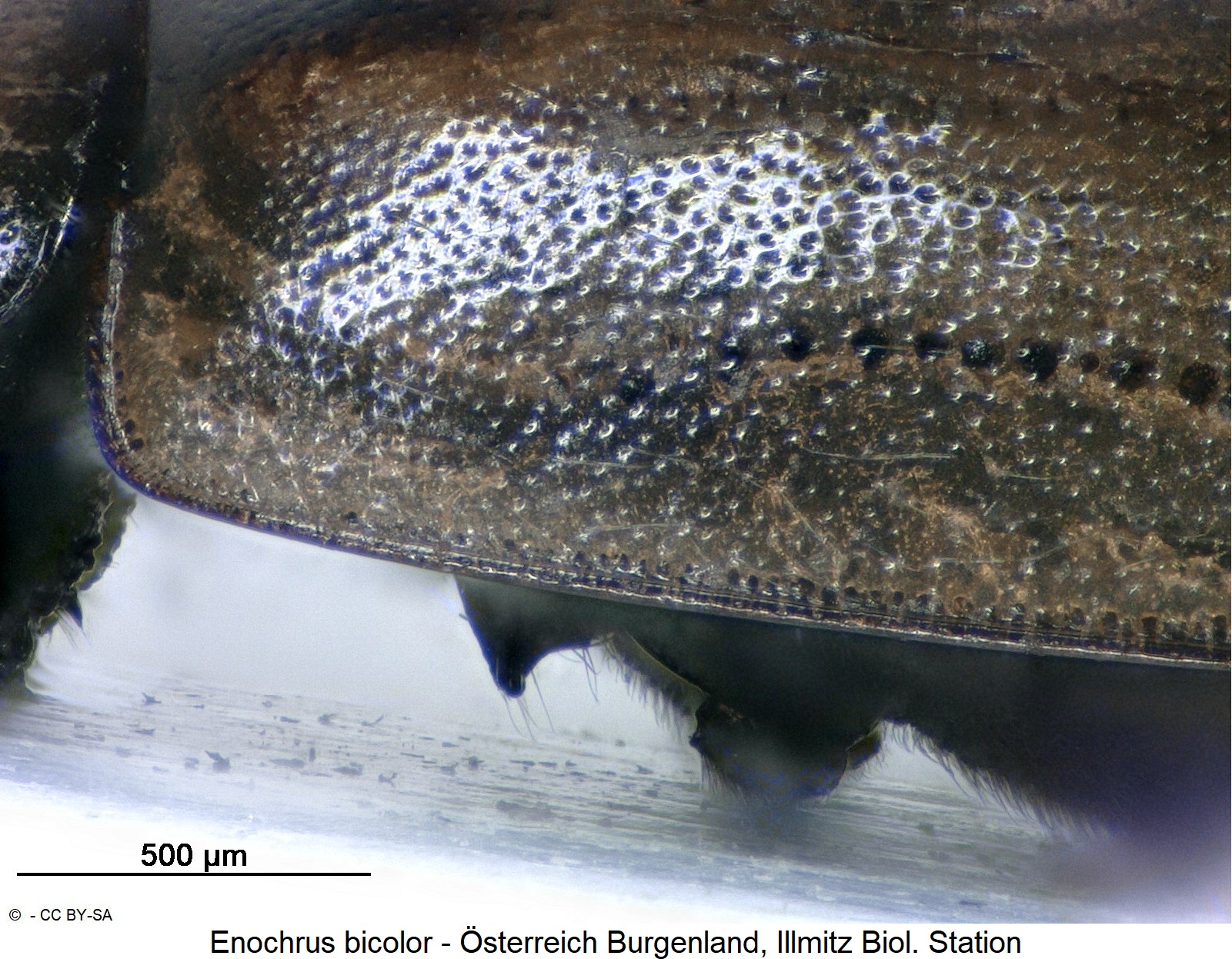 enochrus_bicolor_m_ck28652136_sa.jpg