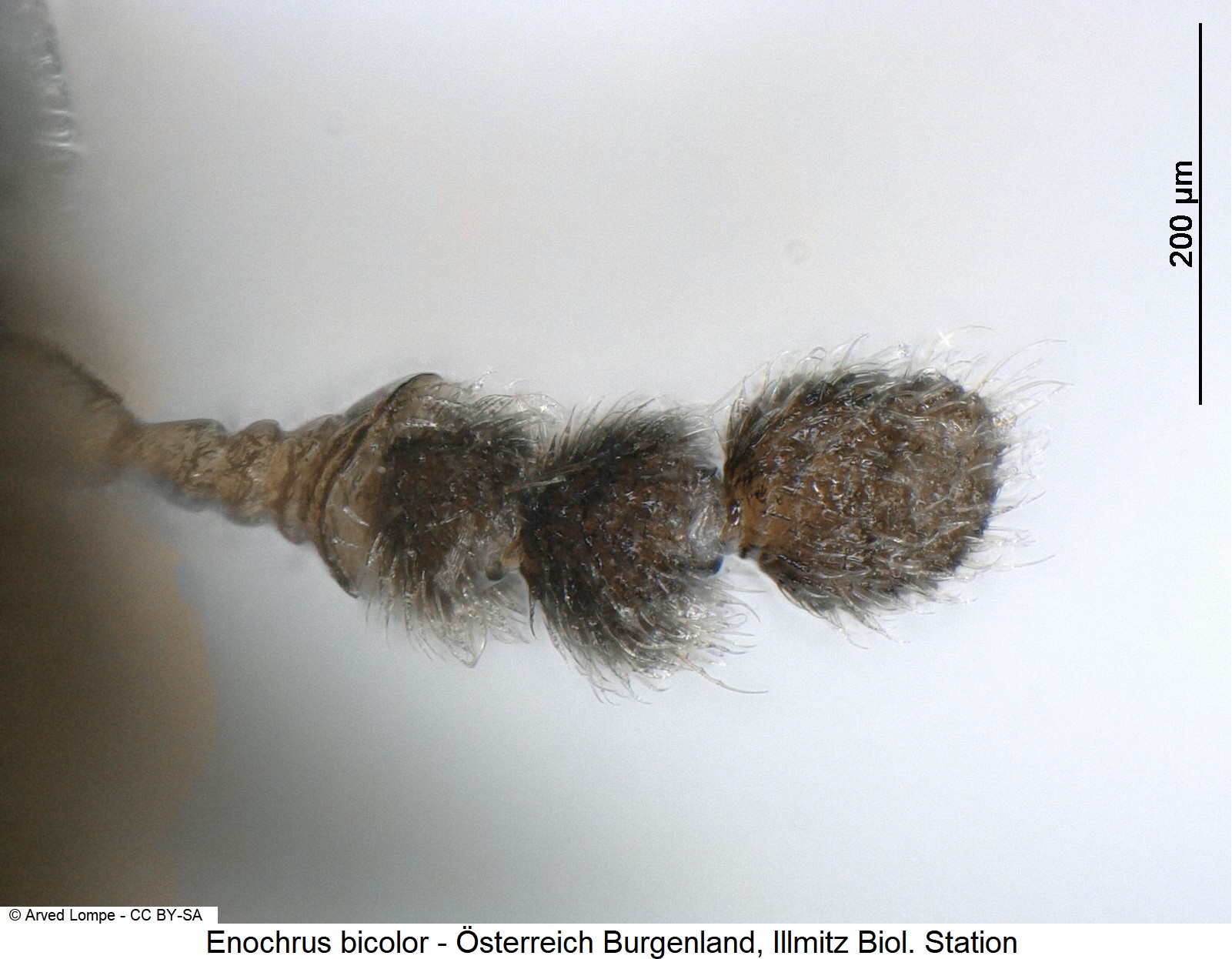 enochrus_bicolor_m_f.jpg