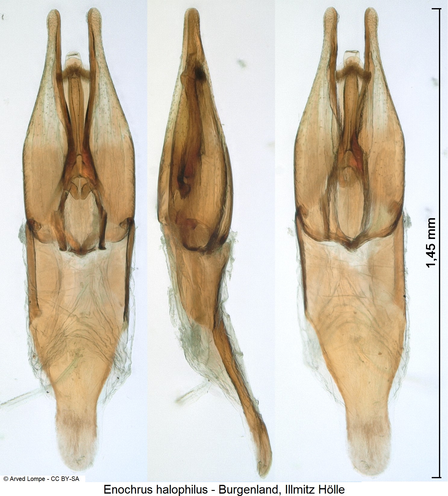 enochrus_halophilus_ck3272.jpg