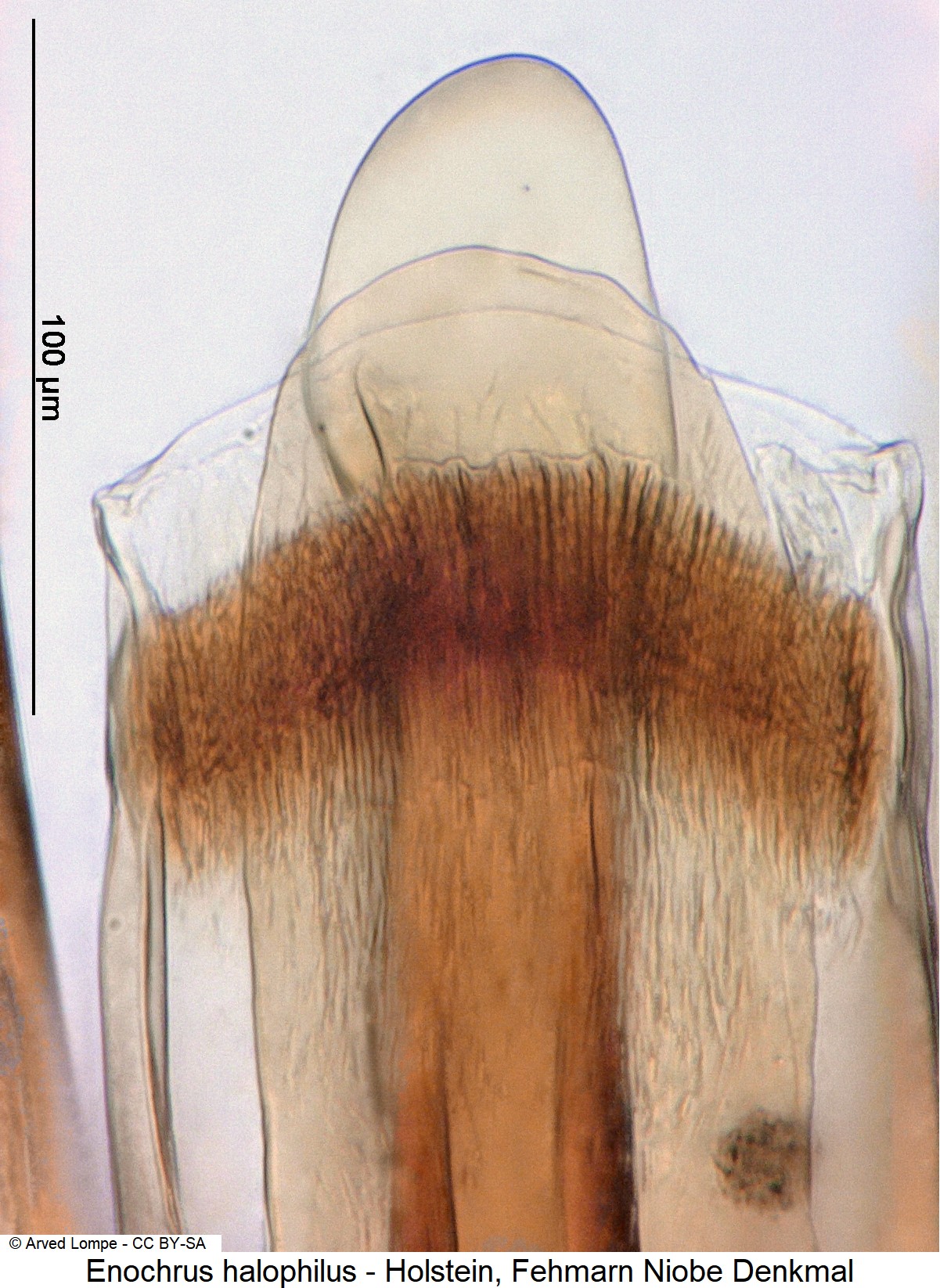 enochrus_halophilus_ck3273_pen.jpg