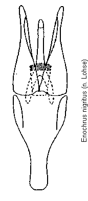 enochrus_nigritus.gif