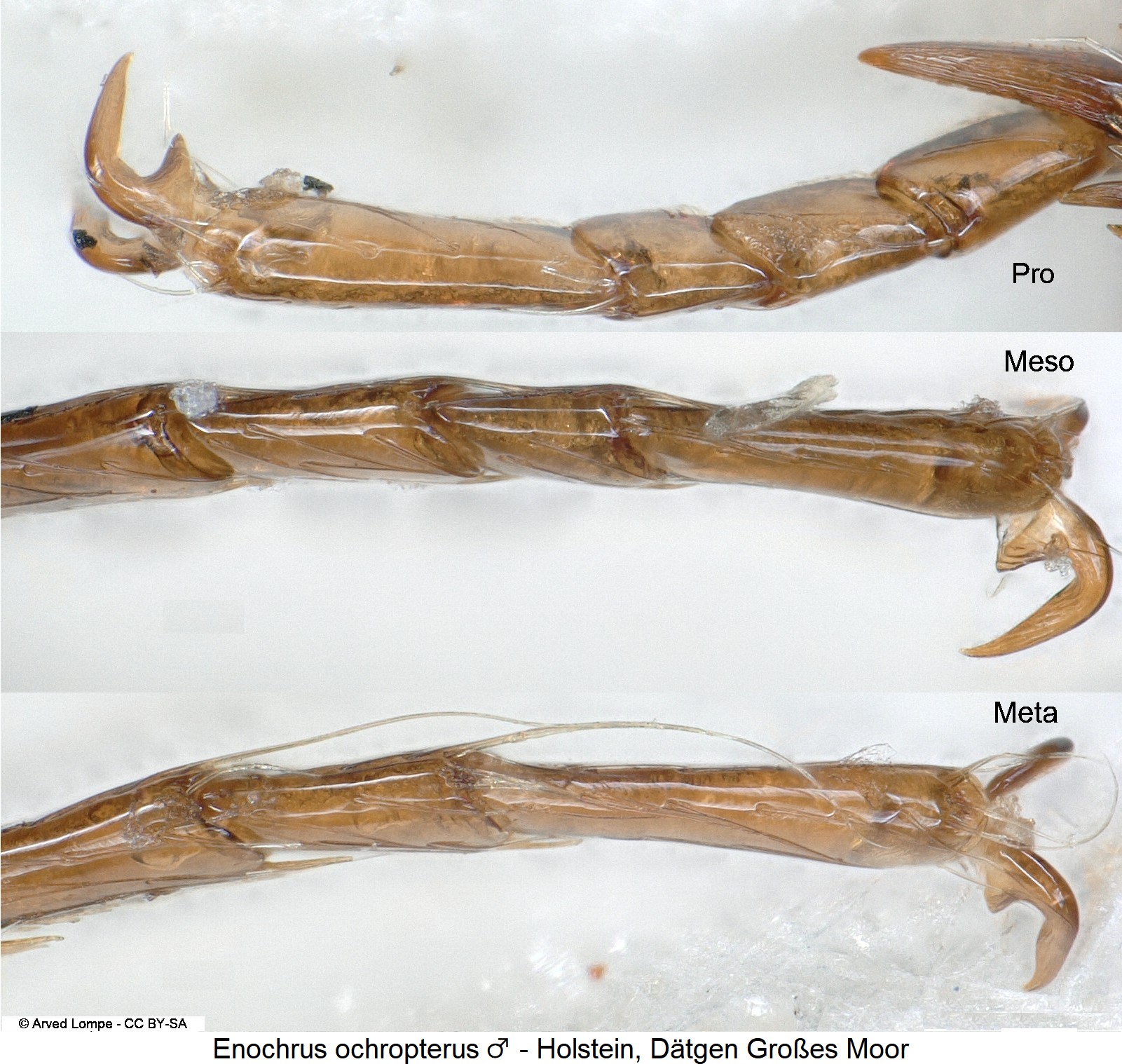 enochrus_ochropterus_m_ck3263_tr.jpg