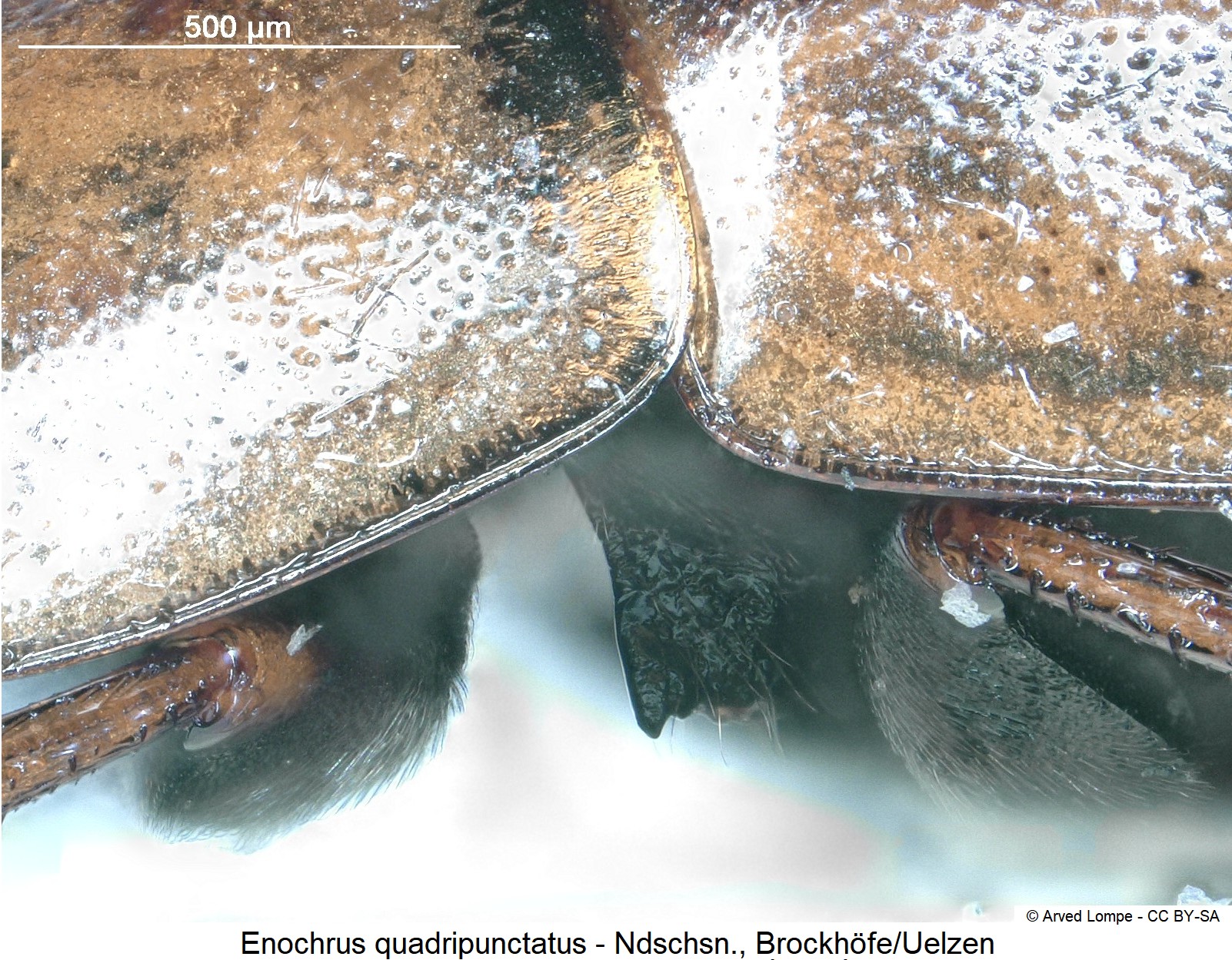 enochrus_quadripunctatus_ck3266_mbr.jpg