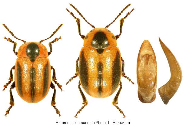 entomoscelis_sacra.jpg