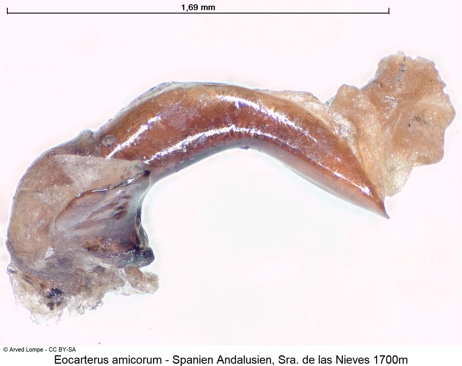 eocarterus_amicorum_ck18026.jpg