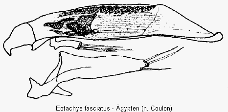 eotachys_fasciatus.gif
