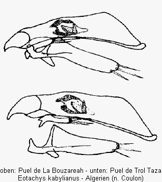 eotachys_kabylianus.gif