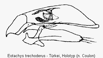 eotachys_trechoderus.gif