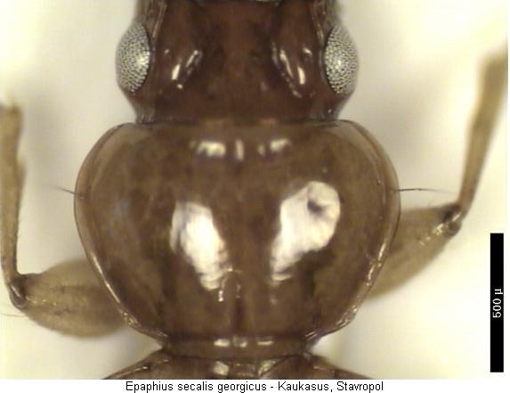 epaphius_georgicus_hsch.jpg