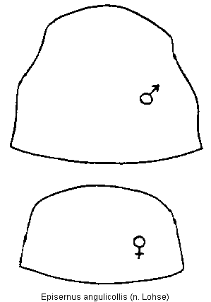 episernus_angulicollis_hsch.gif