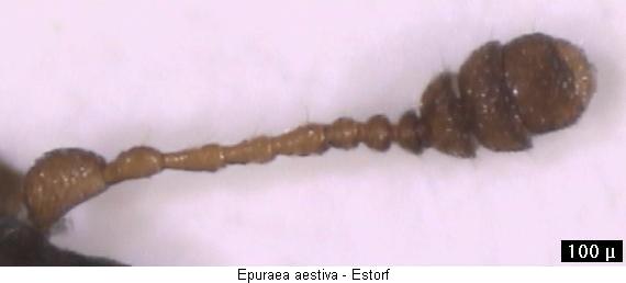 epuraea_aestiva_flr.jpg