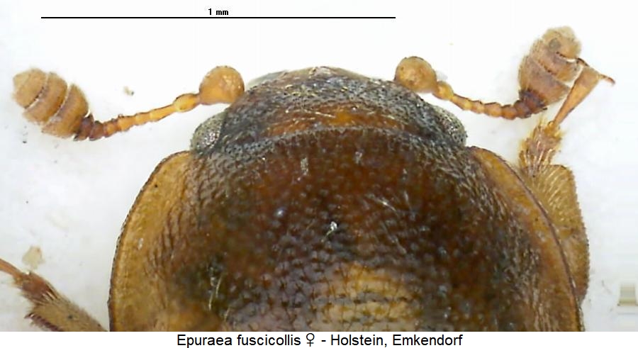 epuraea_fuscicollis_k.jpg