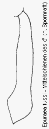 epuraea_fussi_mschn.gif