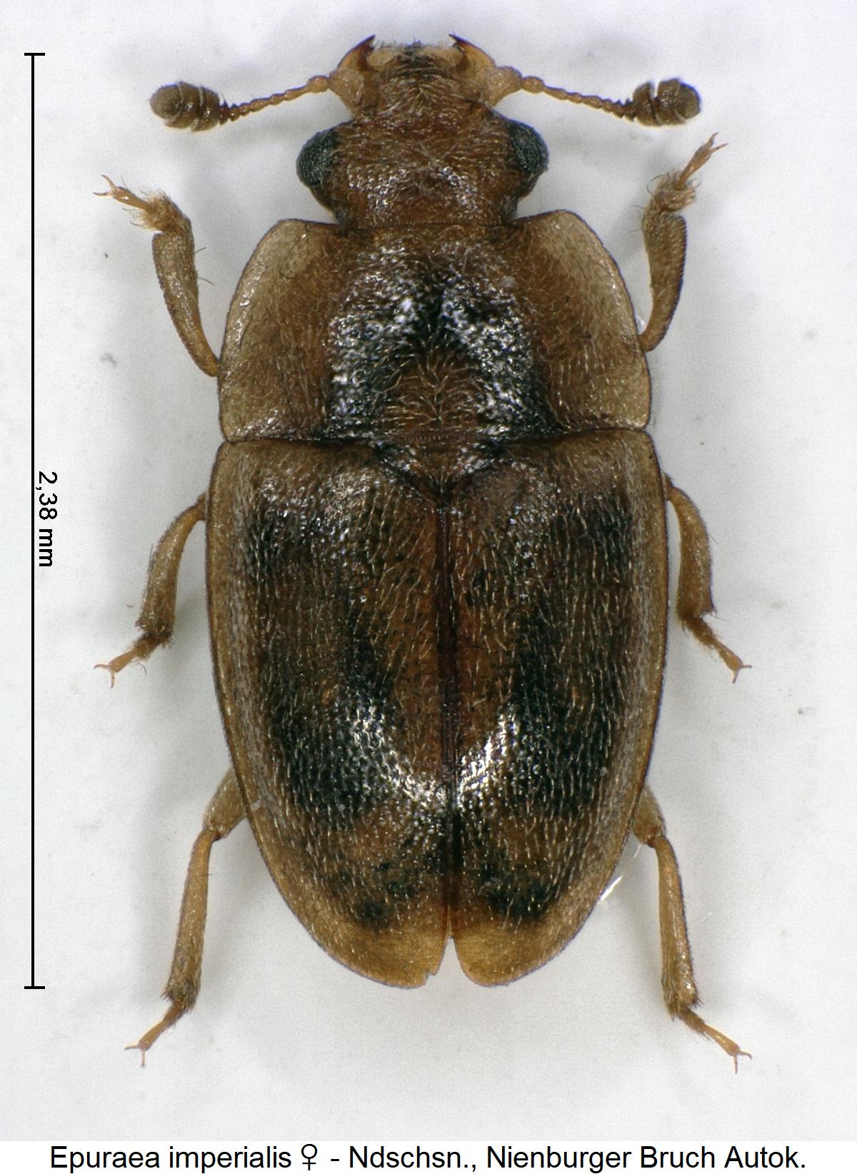 epuraea_imperialis_w_hab.jpg