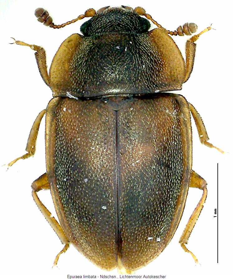 epuraea_limbata_hab.jpg