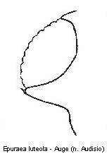 epuraea_luteola_a_.jpg