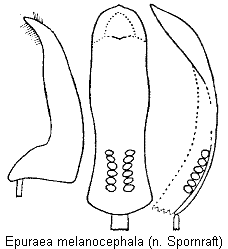 epuraea_melanocephala.gif