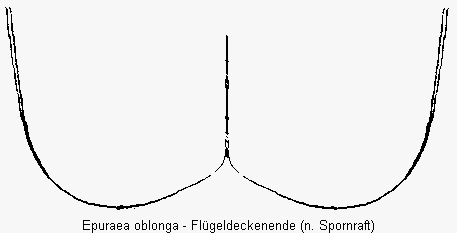 epuraea_oblonga_fld.gif