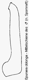 epuraea_oblonga_mschn.gif