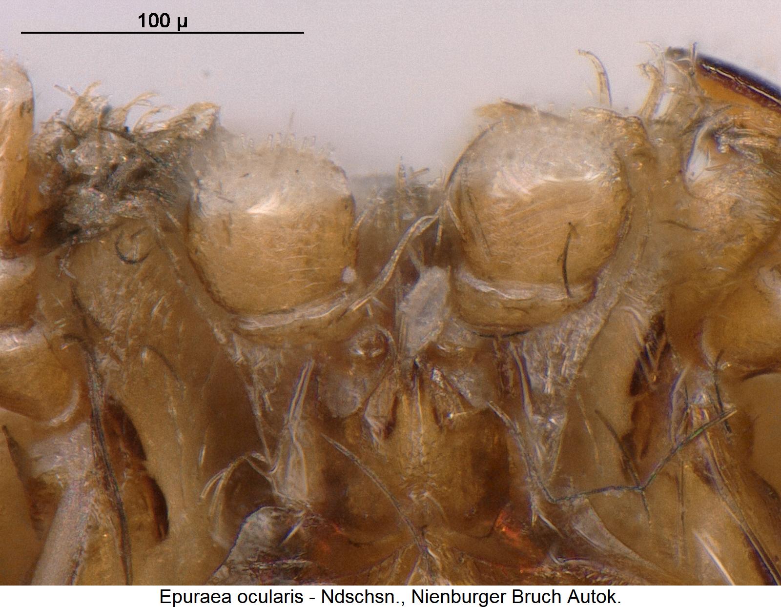 epuraea_ocularis_ts1.jpg