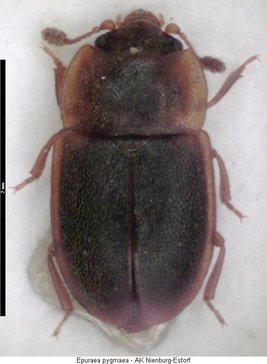 epuraea_pygmaea_hab.jpg