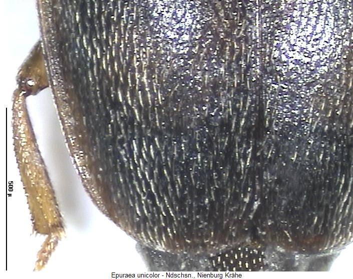 epuraea_unicolor_fld.jpg