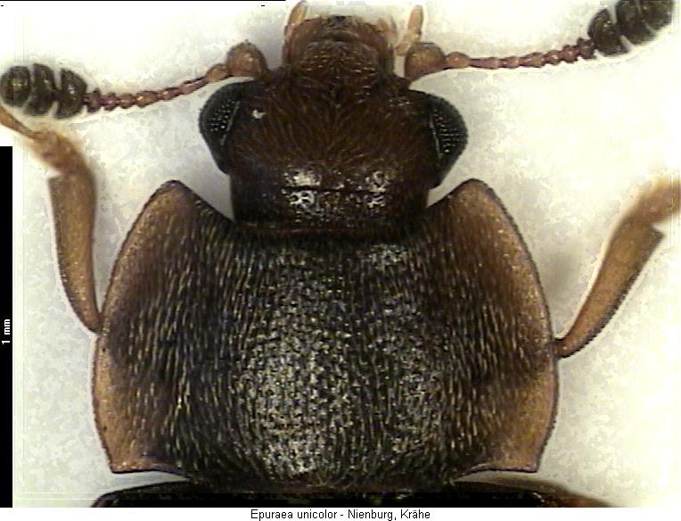 epuraea_unicolor_vk.jpg