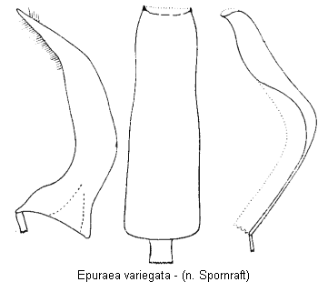 epuraea_variegata.gif