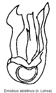 ernobius_abietinus.gif