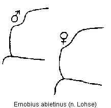 ernobius_abietinus_hsch.gif
