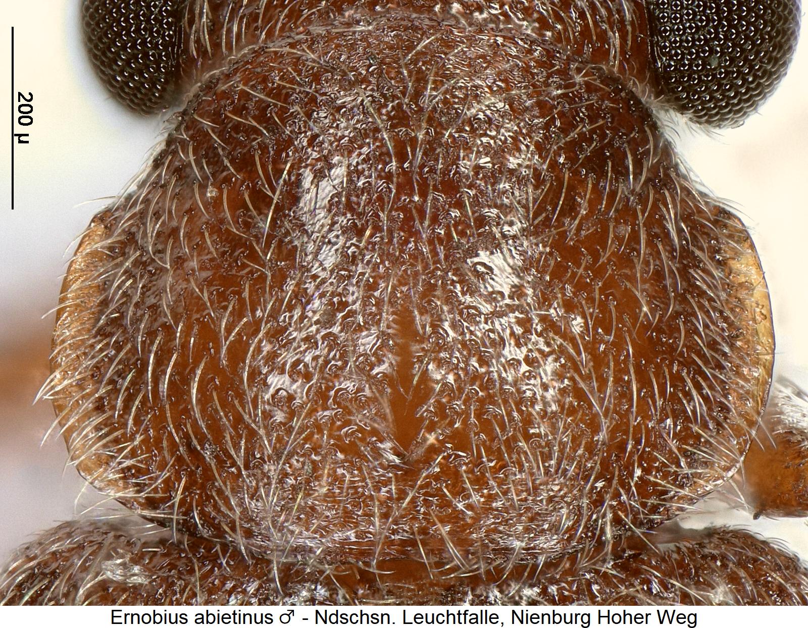 ernobius_abietinus_m_hsch.jpg