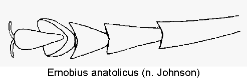 ernobius_anatolicus_htr.gif