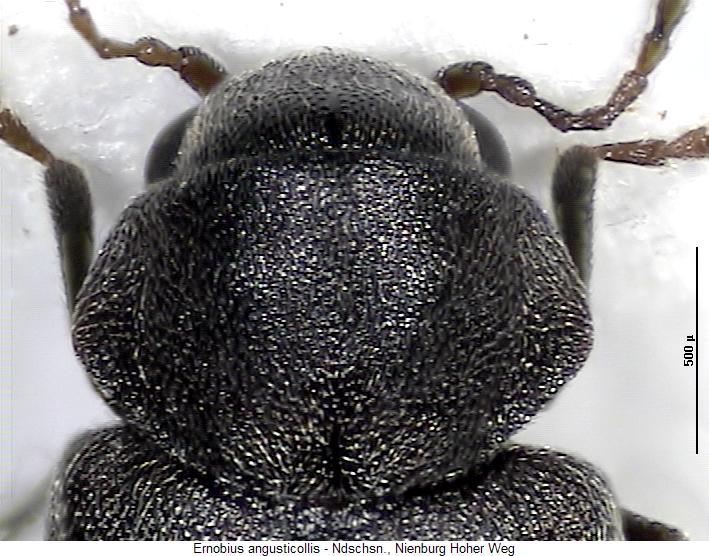 ernobius_angusticollis_vk.jpg
