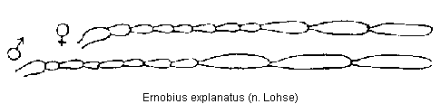 ernobius_explanatus_f.gif