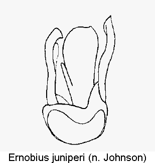 ernobius_juniperi.gif
