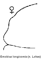 ernobius_longicornis_hsch.gif