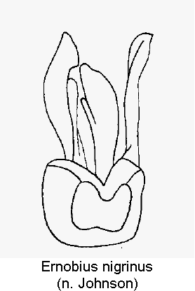 ernobius_nigrinus1.gif