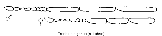 ernobius_nigrinus_f.gif