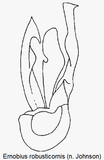ernobius_robusticornis.gif